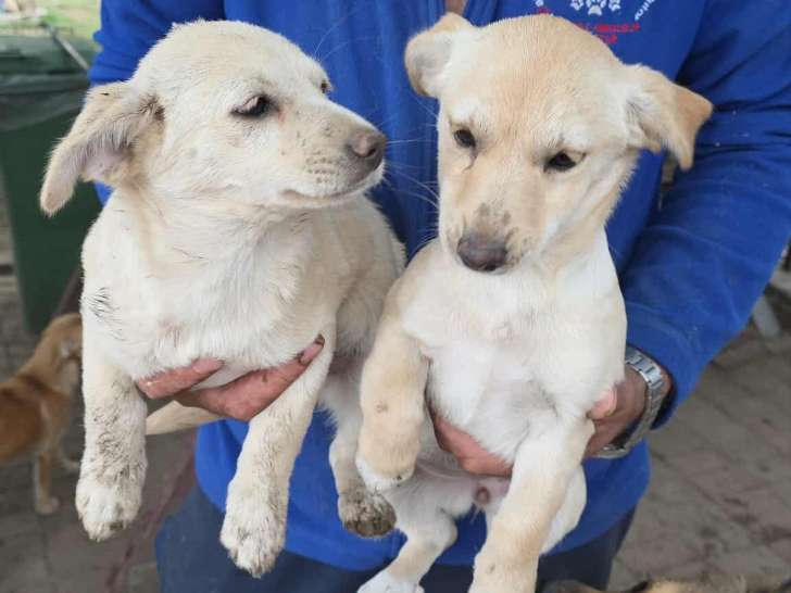 2 chiots femelles à adopter en association