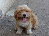 Billy petit chien à adopter en association