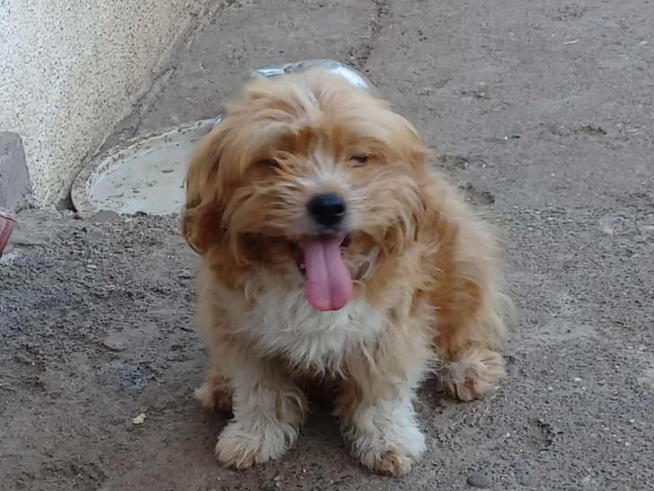 Billy petit chien à adopter en association