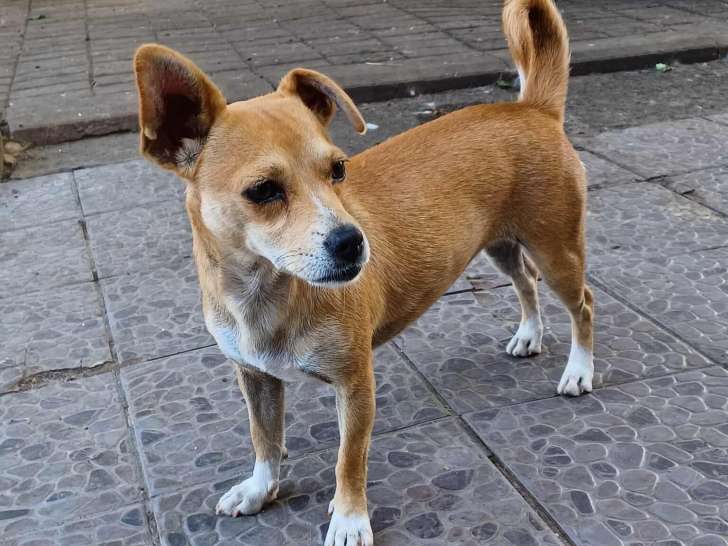 Capucine, chien à adopter en association