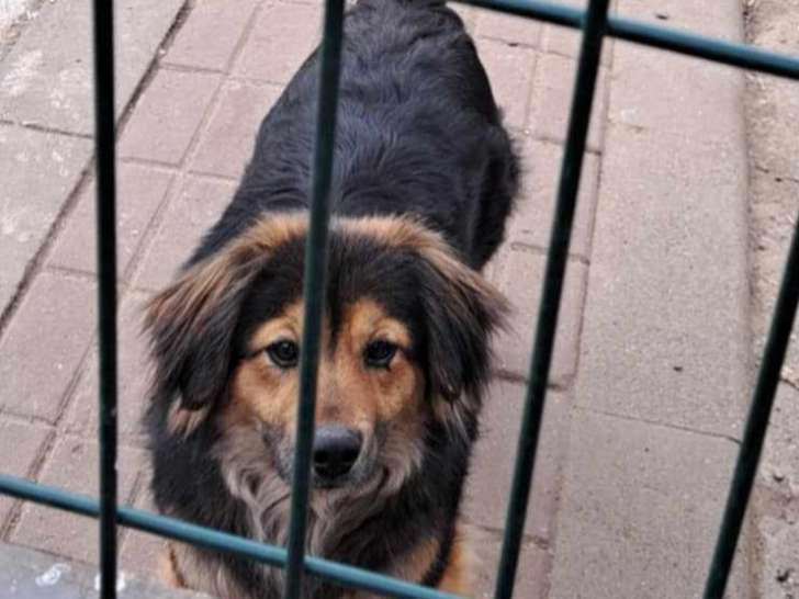Carla, chien qui risque l'euthanasie à adopter