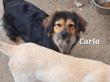 Carla, chien qui risque l'euthanasie à adopter