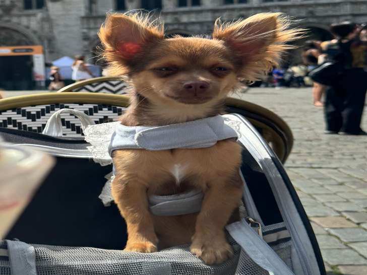 Chiot mâle Chihuahua à poil long à vendre
