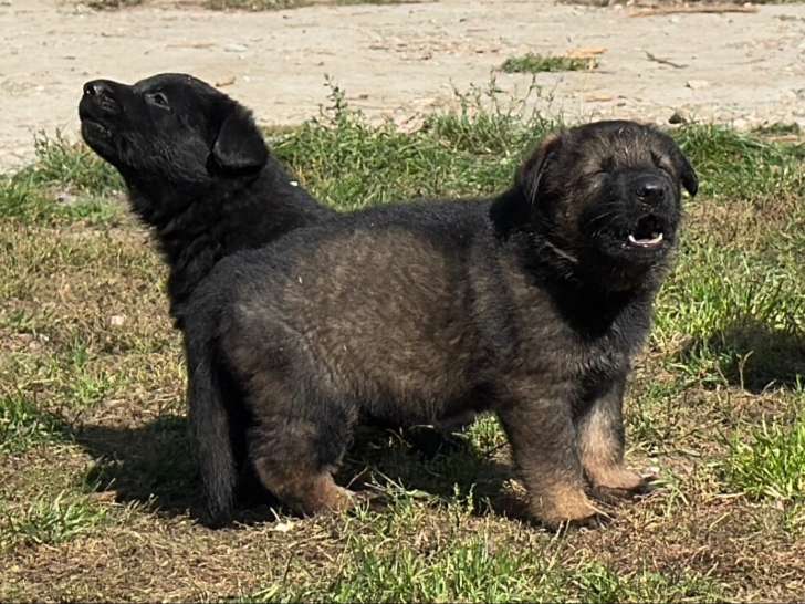 Chiots Berger Allemand gris loup et noir avec pedigree à vendre