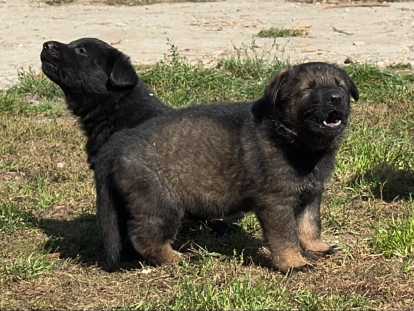 Chiots Berger Allemand gris loup et noir avec pedigree à vendre