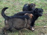 Chiots Berger Allemand gris loup et noir avec pedigree à vendre
