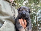 Chiots Berger Allemand gris loup et noir avec pedigree à vendre