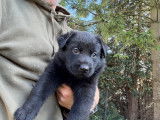 Chiots Berger Allemand gris loup et noir avec pedigree à vendre