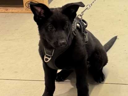 Femelle Berger Allemand noire avec pedigree, disponible