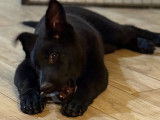 Femelle Berger Allemand noire avec pedigree, disponible