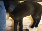Femelle Berger Allemand noire avec pedigree, disponible