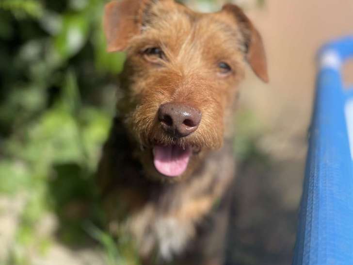 Nestor, chien à adonner