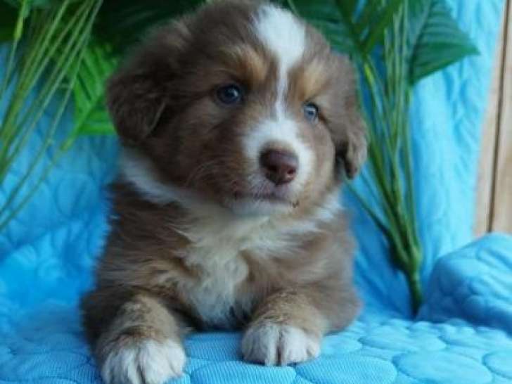 À réserver, chiots Bergers Australiens LOF d'août 2025