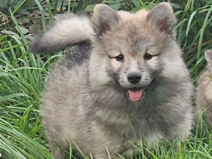 Chiot mâle Chien Finnois de Laponie, fauve argenté