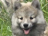 Chiot mâle Chien Finnois de Laponie, fauve argenté