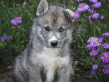 À réserver, 3 chiots mâles Huskies Sibériens LOF, nés en juillet 2025