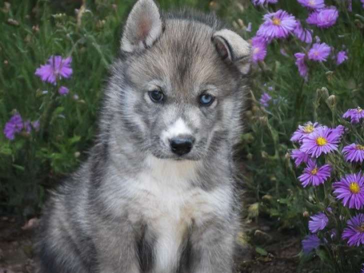 À réserver, 3 chiots mâles Huskies Sibériens LOF, nés en juillet 2025