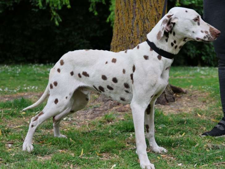 Chien Dalmatien LOF à vendre, né en janvier 2024