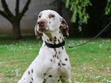 Chien Dalmatien LOF à vendre, né en janvier 2024