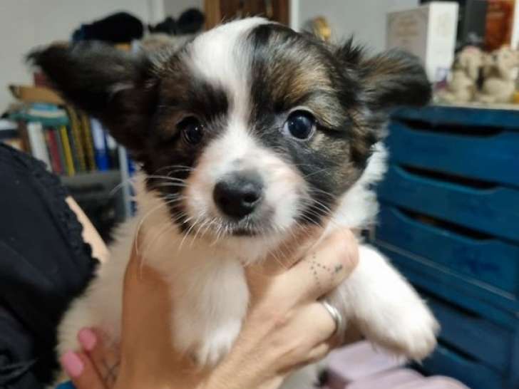 2 chiots mâles Épagneuls Nains Continentaux Papillons à vendre