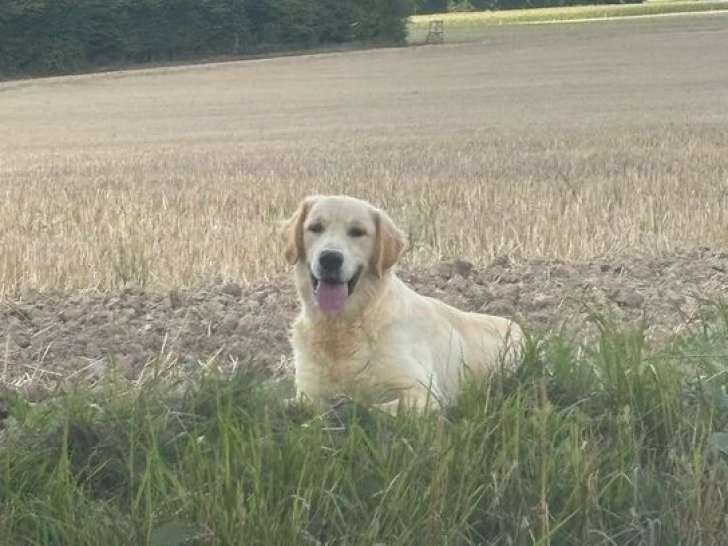 1 Chiot Golden Retriever LOF, mâle sable, né en janvier 2025, à vendre