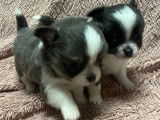 2 chiots mâles Chihuahuas LOF poils longs gris et blanc, nés en août 2025, à réserver
