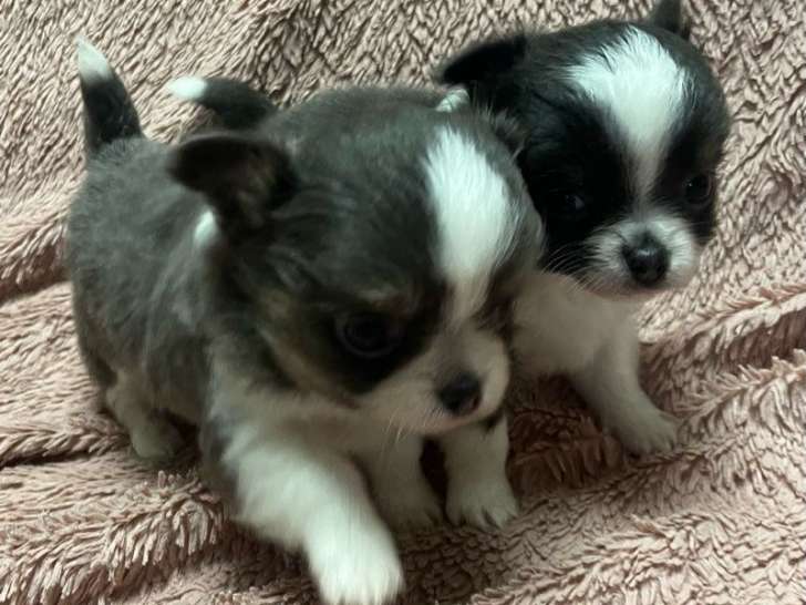 2 chiots mâles Chihuahuas LOF poils longs gris et blanc, nés en août 2025, à réserver