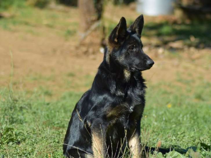 Chiot femelle Berger Allemand LOF, née en avril 2025, à vendre
