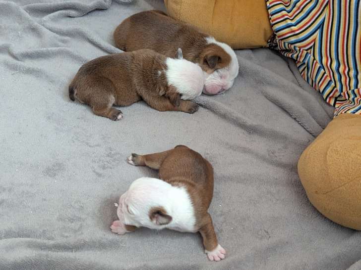 Chiots de race Bouledogue Anglais à vendre (1 femelle & 2 mâles)