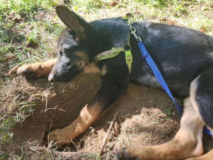 Chiot Berger Allemand de 4 mois à vendre