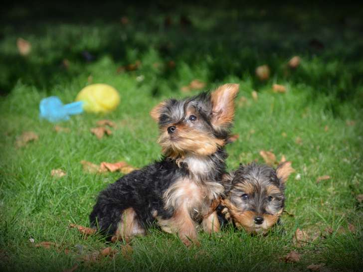 Chiots Yorkshire Terrier nains à vendre