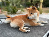 Mâle Shiba Inu disponible pour saillie
