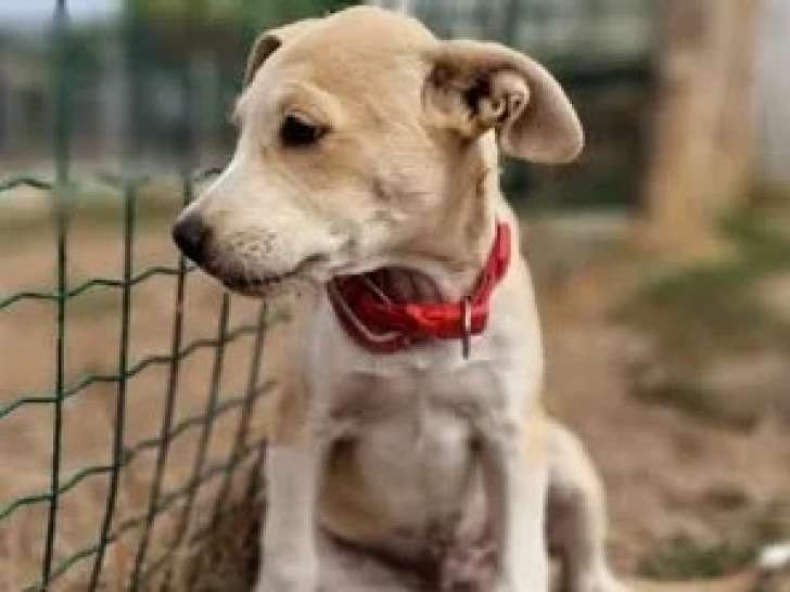 À adopter : chiot mâle marron et blanc