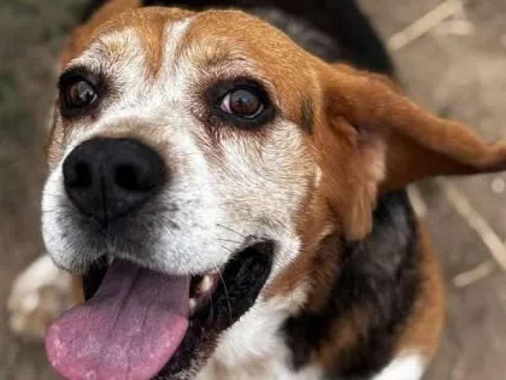Disponible à l'adoption : chien Beagle de 7 ans