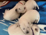 Magnifiques chiots Bergers Blancs Suisse à vendre