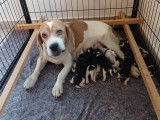 Adorables chiots Beagle à vendre