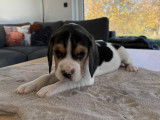 Adorables chiots Beagle à vendre