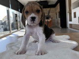 Adorables chiots Beagle à vendre