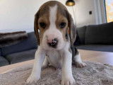 Adorables chiots Beagle à vendre