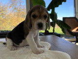Adorables chiots Beagle à vendre