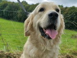 Femelle Golden Retriever à vendre