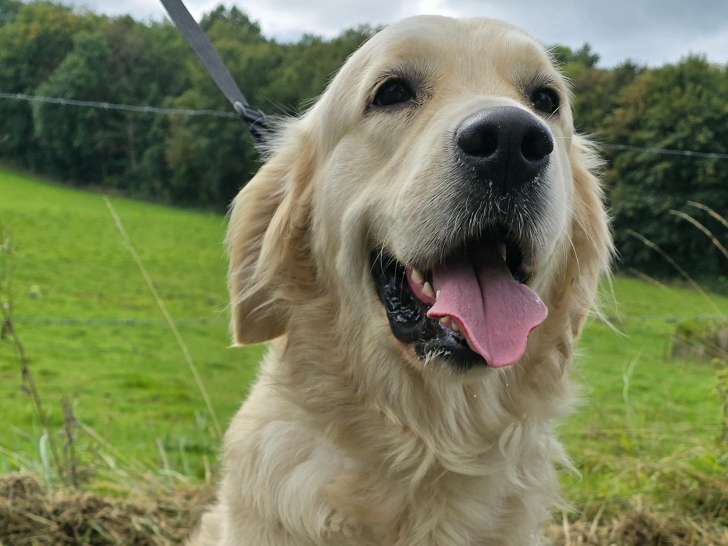 Femelle Golden Retriever à vendre