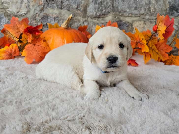 Chiots Golden Retriever à vendre