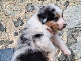 Chiot Berger Australien, LOF, né en septembre 2025, à réserver