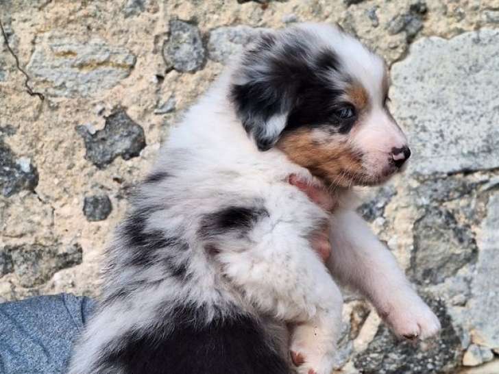 Chiot Berger Australien, LOF, né en septembre 2025, à réserver