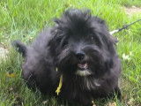 2 chiots mâles Bichons Havanais LOF, noirs, nés en août 2025, à vendre