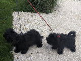 2 chiots mâles Bichons Havanais LOF, noirs, nés en août 2025, à vendre