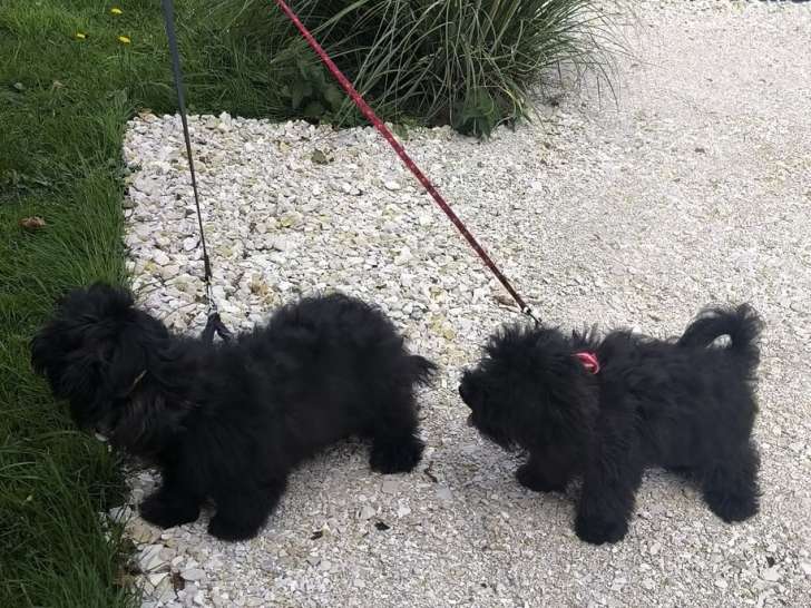 2 chiots mâles Bichons Havanais LOF, noirs, nés en août 2025, à vendre