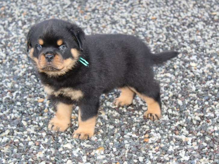 5 chiots Rottweiler LOF, 3 mâles et 2 femelles, nés en août 2025, à réserver