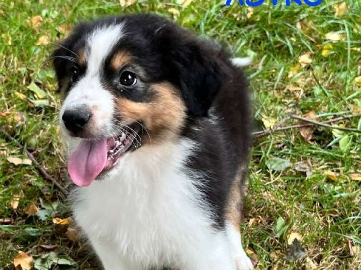 4 chiots mâles Bergers Australiens tricolores LOF nés juillet 2025 à vendre